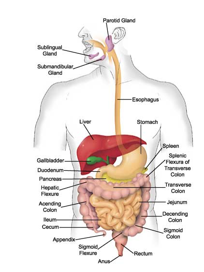Human digestive system diagram image